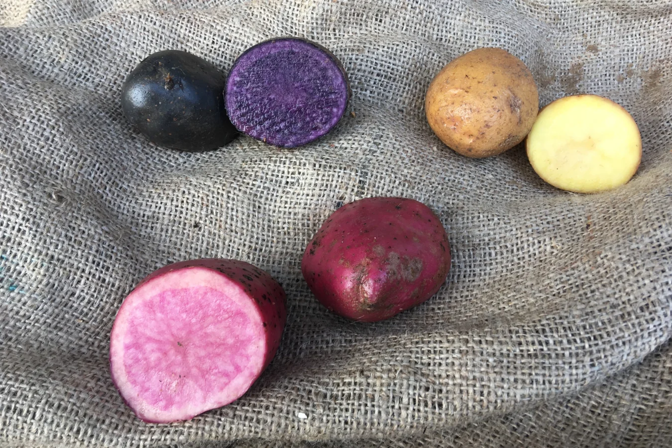 Inside the Truck – Persönlich & nahbar GnocchUout Geschichte in Kürze