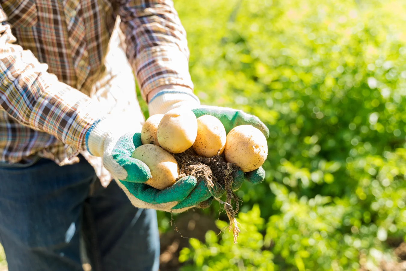 Leidenschaft für Streetfood & Qualität Unser Weg mit GnocchUout